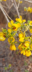 Senna atomaria