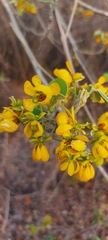 Senna atomaria
