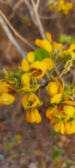 Senna atomaria