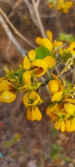 Senna atomaria