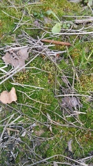 Funariaceae