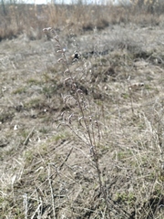 Artemisia austriaca