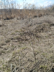Artemisia austriaca