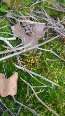 Funariaceae