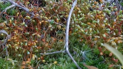 Funariaceae