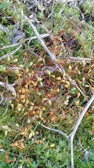 Funariaceae