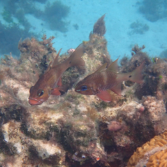 Ostorhinchus norfolcensis