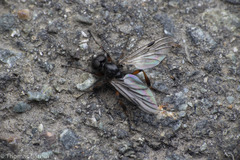 Bibio xanthopus