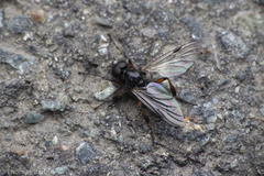 Bibio xanthopus