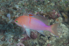 Pseudanthias engelhardorum