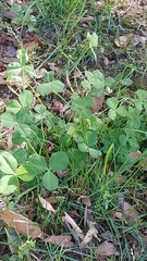 Trifolium repens