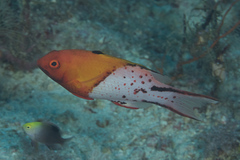 Bodianus anthioides