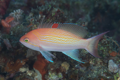 Pseudanthias luzonensis
