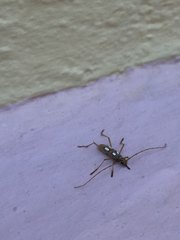 Eburia quadrimaculata