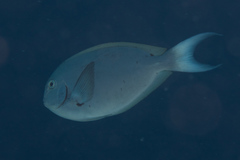Acanthurus thompsoni