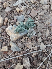 Lomatium nevadense