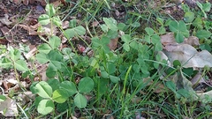 Trifolium repens