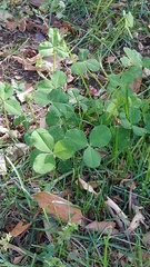 Trifolium repens