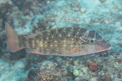 Lethrinus erythracanthus