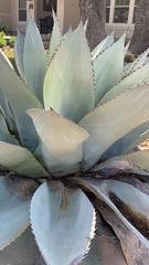 Agave parryi