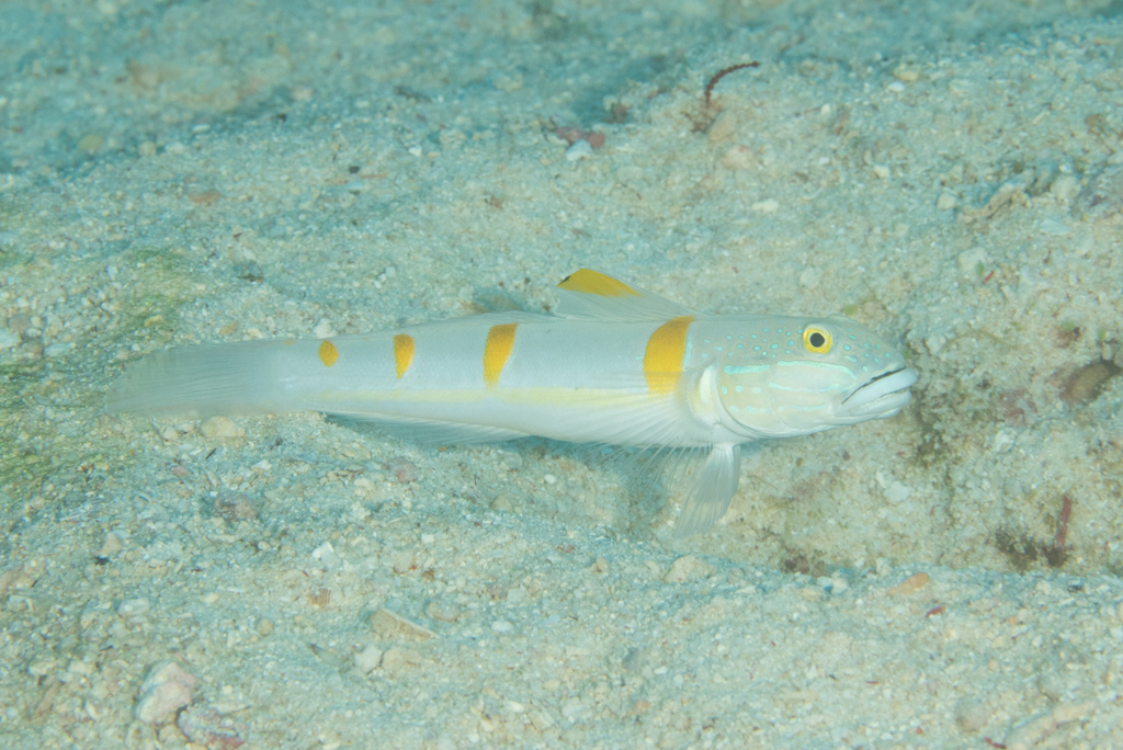 Decora Goby