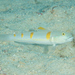 Decorated Glidergoby - Photo (c) Mark Rosenstein, some rights reserved (CC BY-NC), uploaded by Mark Rosenstein
