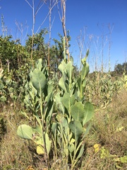 Silphium terebinthinaceum