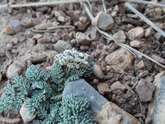 Lomatium nevadense