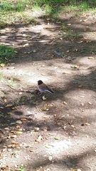 Junco hyemalis
