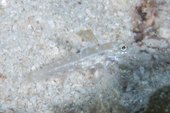 Fusigobius melacron