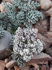 Lomatium nevadense