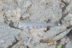 Gnatholepis cauerensis