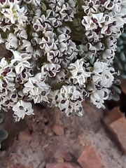 Lomatium nevadense