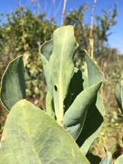 Silphium terebinthinaceum