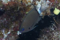 Pycnochromis margaritifer