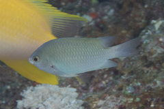 Pomacentrus callainus