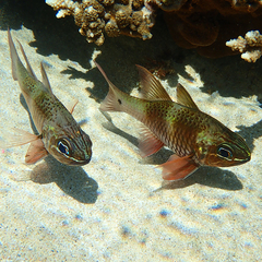 Ostorhinchus norfolcensis