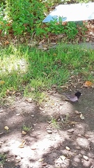 Junco hyemalis