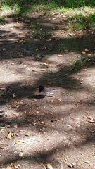 Junco hyemalis