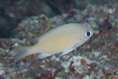Azurina lepidolepis