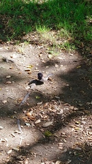 Junco hyemalis