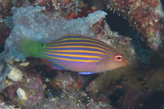 Pseudocheilinus hexataenia