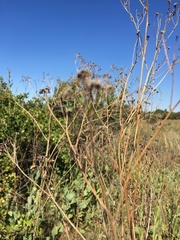 Silphium terebinthinaceum