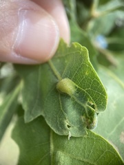 Aceria trichophila