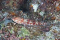 Synodus binotatus