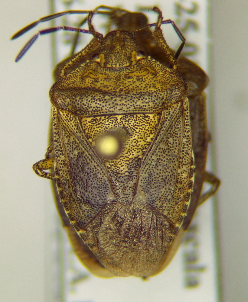 Euschistus schaffneri