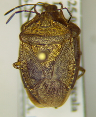 Euschistus schaffneri