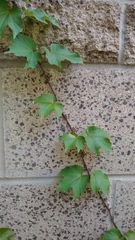 Parthenocissus tricuspidata