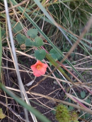 Krapovickasia macrodon