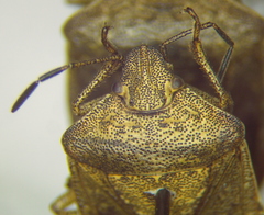 Euschistus schaffneri